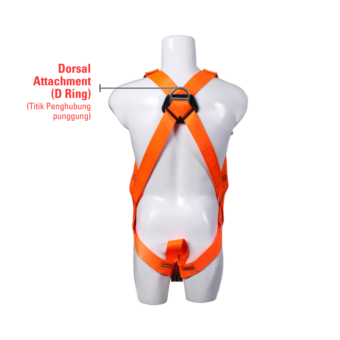 anatomi harness