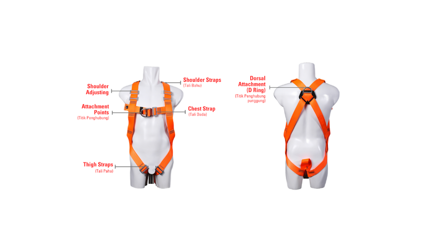 Anatomi body harness